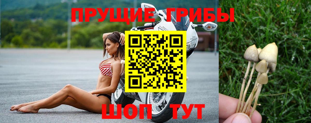 Псилоцибиновые грибы GOLDEN TEACHER Петропавловск-Камчатский
